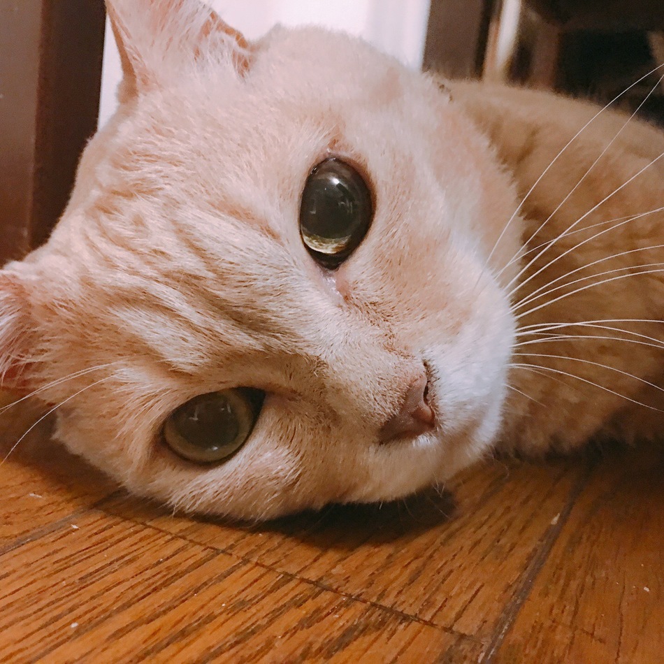 もものカバー写真