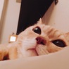 の写真