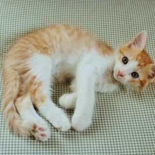 半長毛くん募集一時停止