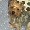 ルゥ