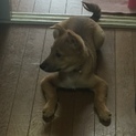 かわいい雑種犬里親募集中！