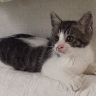 僕はわんこに似てる？