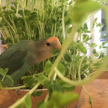 豆苗は、週1であげてます。