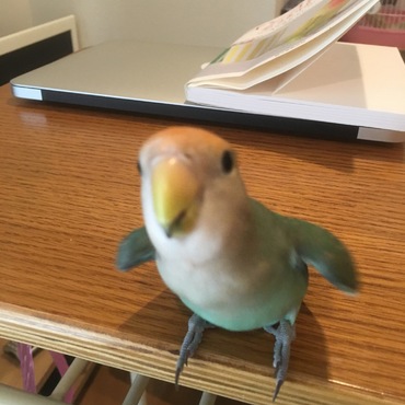 飛ぶぞ飛ぶぞ〜