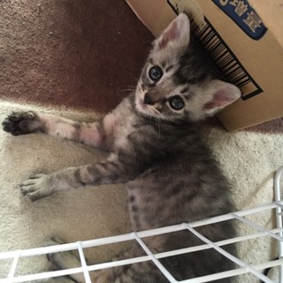 元気で甘えん坊の女の子です