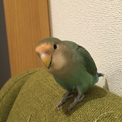 笑うくーちゃん