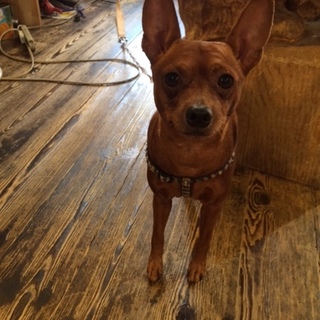 代理　6才のミニチュアピンシャー男の子♪