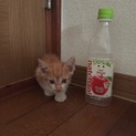 至急求む　子猫の里親。お願いします。