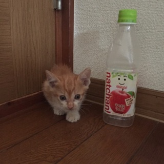 至急求む　子猫の里親。お願いします。