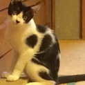 可愛い四ヶ月お留守番可子猫ちゃん