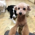 トイプードルです。里親募集