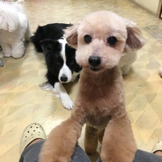 トイプードルです。里親募集