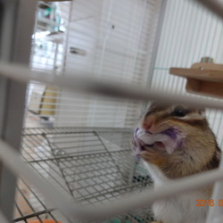 こたろう、麻布を欲する。