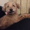 トイプードルです。里親募集 サムネイル2