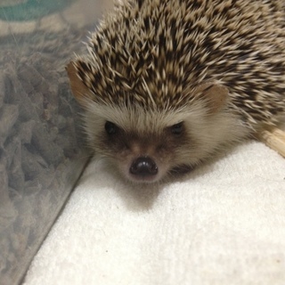 里親決定しました！