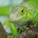 グリーンイグアナ