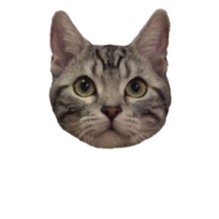 ネル