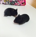 ＊ありがとうございました＊