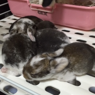 ホーランドロップ赤ちゃん４匹の里親募集！