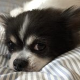 こまごめ１１　たくさん愛情を注いでくれる方募集中