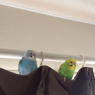 二羽のインコ里親募集