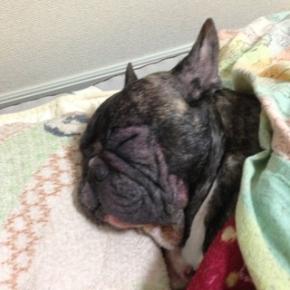 ぶうたんの、里親さんになって下さい！