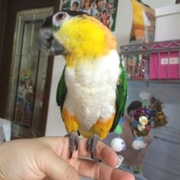 カノン}