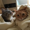 タロとシロ