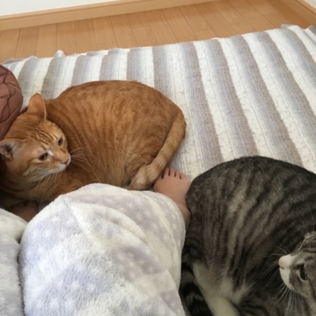 タロとシロのカバー写真