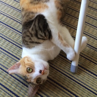 元気な三毛猫さんです！
