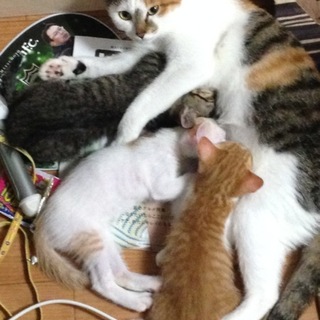 子猫３匹！