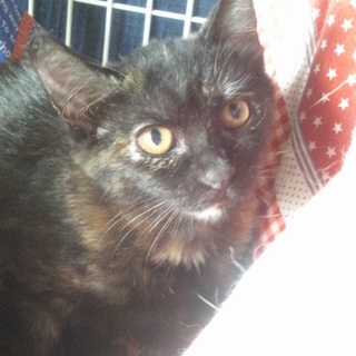 おとぼけ顔とベージュのチャームポイント【ききょう】