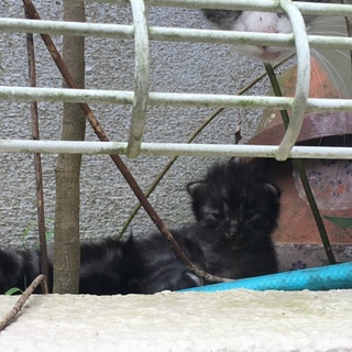 子猫の里親を探しています！