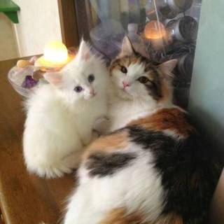 ノルウェージャンフォレストキャット　三毛猫