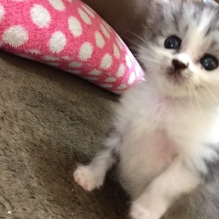 4ヶ月の子猫ちゃんです