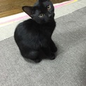 黒猫 生後約4ヶ月 オス
