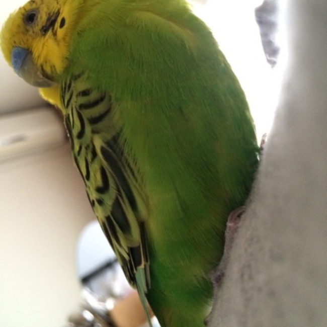 ツバメ28のカバー写真