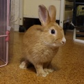 保護うさぎ：ケリーちゃん♀生後3ヶ月