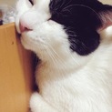 誰か可愛がっていただけませんか⁇