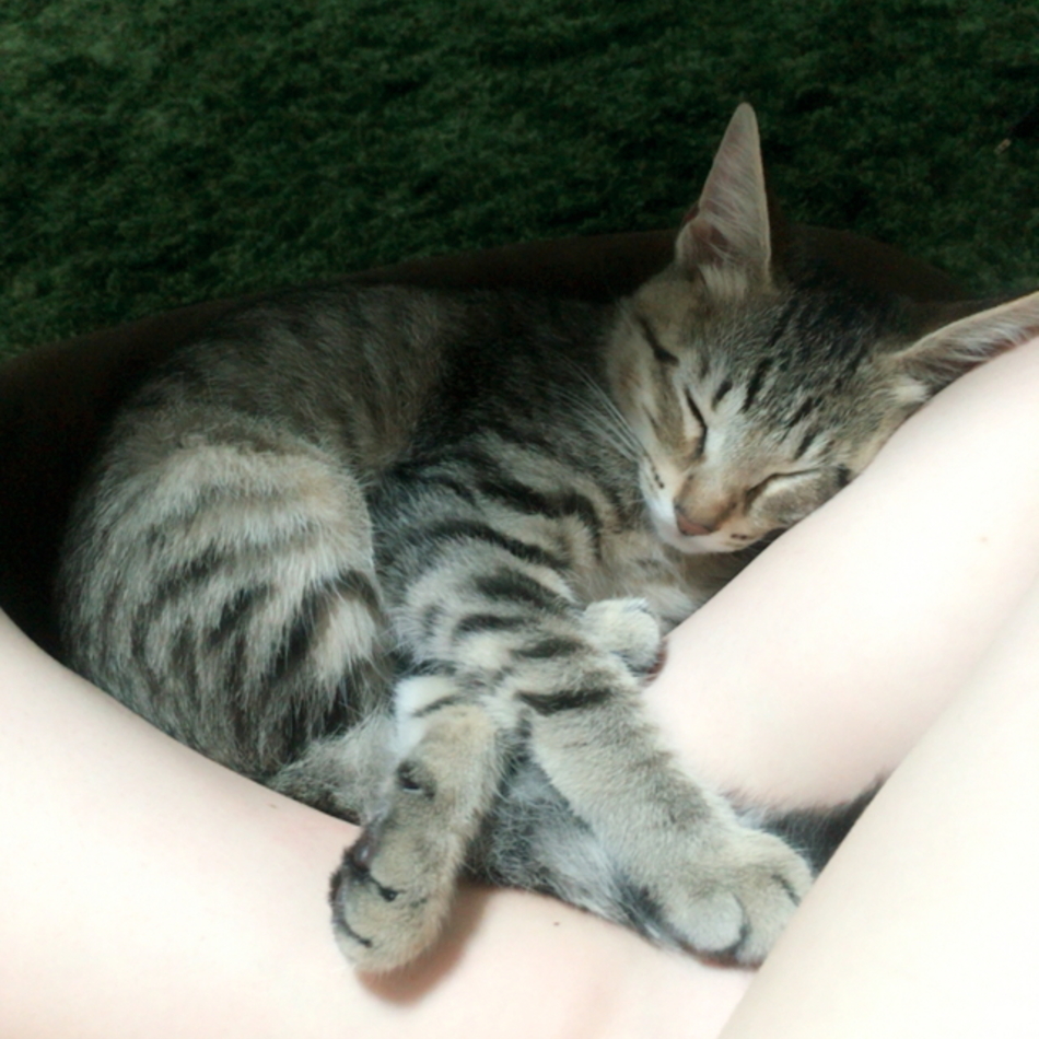 トラチーのカバー写真