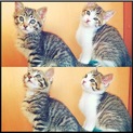 5ヶ月の子猫