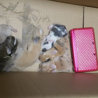 うさぎ里親募集