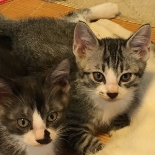 仔猫里親募集