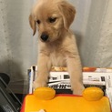 里親募集します