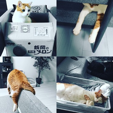 最近のコラージュ
