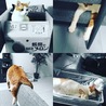 最近のコラージュ