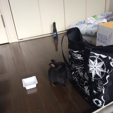 クロの毛玉 