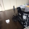 クロの毛玉 