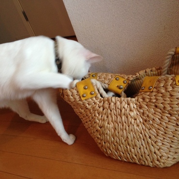 くうちゃんみーつけ