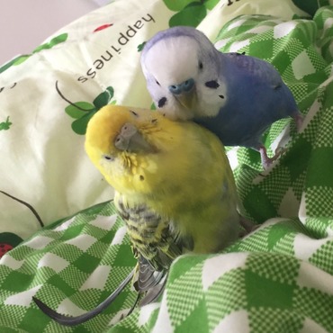 ぴーすけの写真